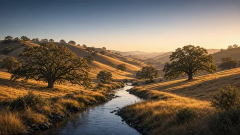 Golden California hills with valley oaks and a quiet stream at sunrise